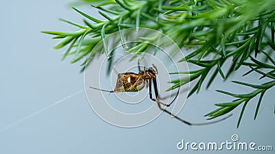 East Asian Joro spider on a spider web with a green pine tree background. Stock Photo